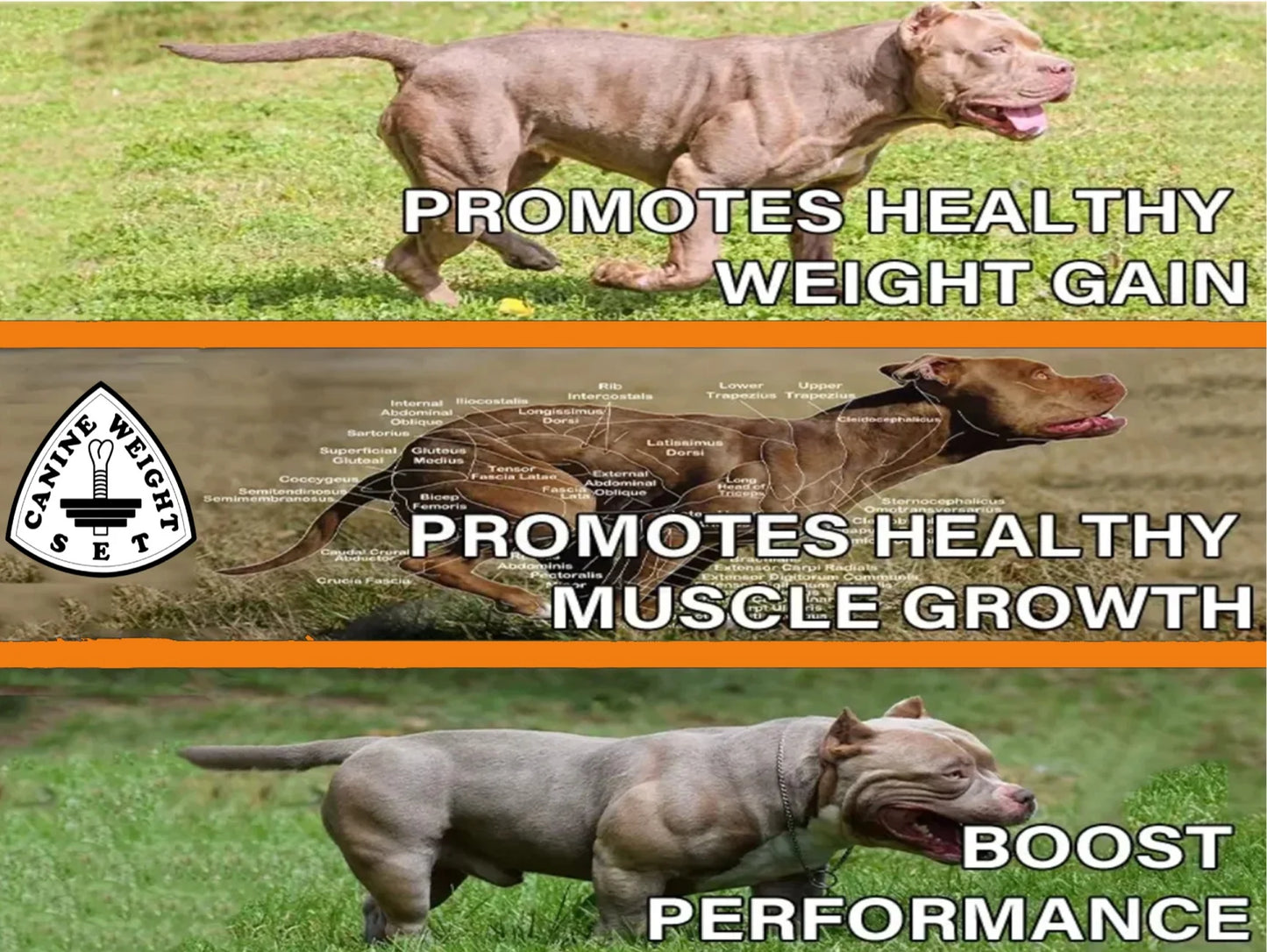 Muscle Gainer Dog Treats Soft Chew