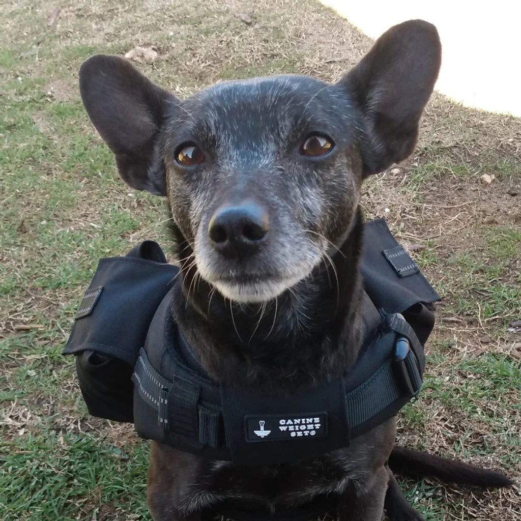 Weighted + Floatation Swimming + Pulling Attachment 3 in 1 Dog Vest