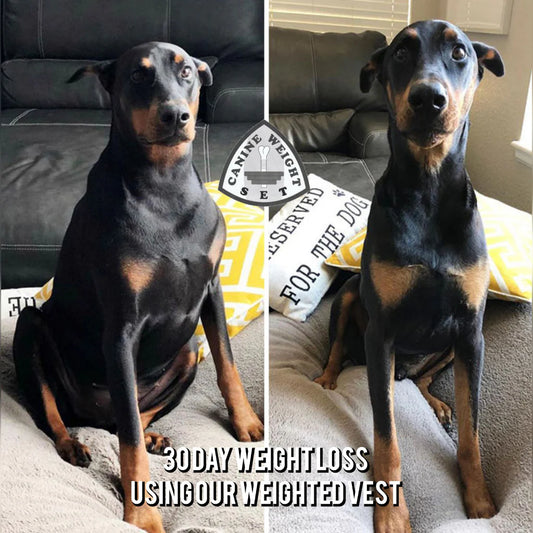 Weighted + Floatation Swimming + Pulling Attachment 3 in 1 Dog Vest